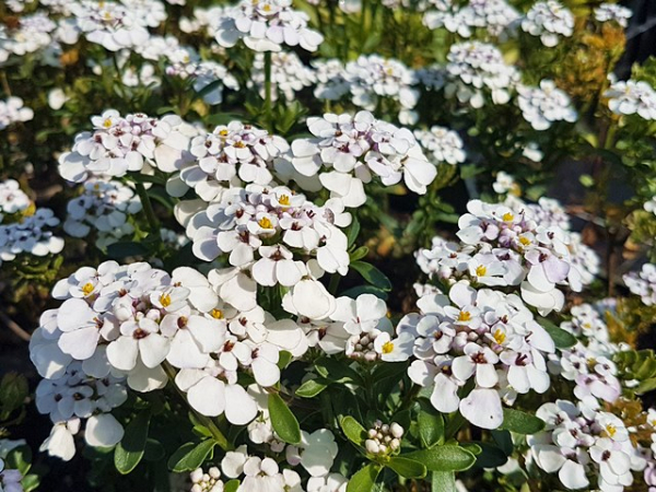 Iberis-sempervirens Hohe immergrüne Schleifenblume